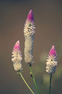 Celosia Argentea çiçekler, gümüş Cockscomb, Flamingo tüyler, W