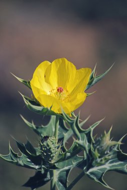 Argemone mexicana, Meksikalı haşhaş, Meksikalı haşhaş