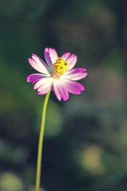 pembe cosmos çiçek 