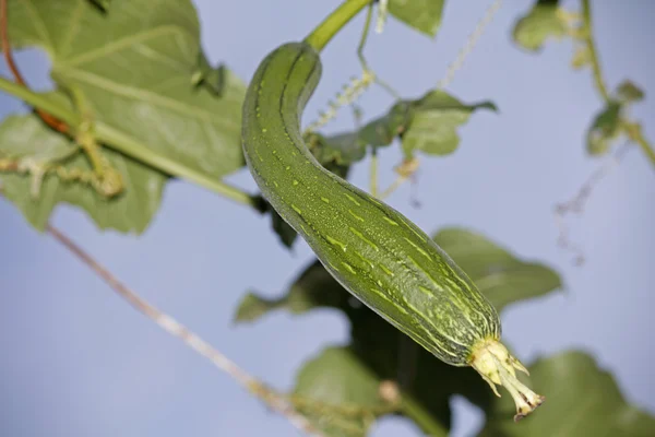 Luffa aegyptiaca, aka Egyptian cucumber — Stock Photo, Image