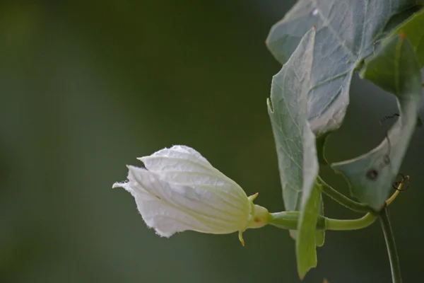 Coccinia grandis, lierre, Cephalandra indica, Coccinia indica — Photo