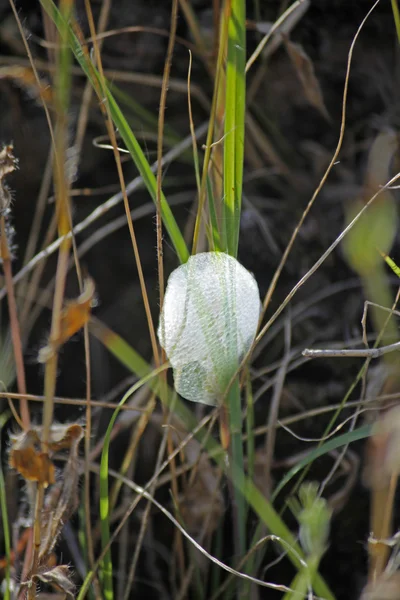 Cocoon Of Froghopper — Stock Photo, Image