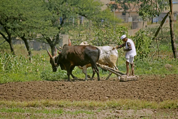 Farmar проведення пару бики з плуг, Пуне, Індія — стокове фото