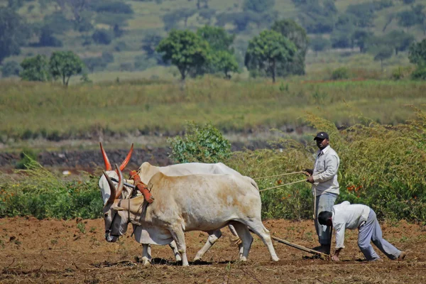 Farmář nést dvojici býků s pluh, Pune, Indie — Stock fotografie