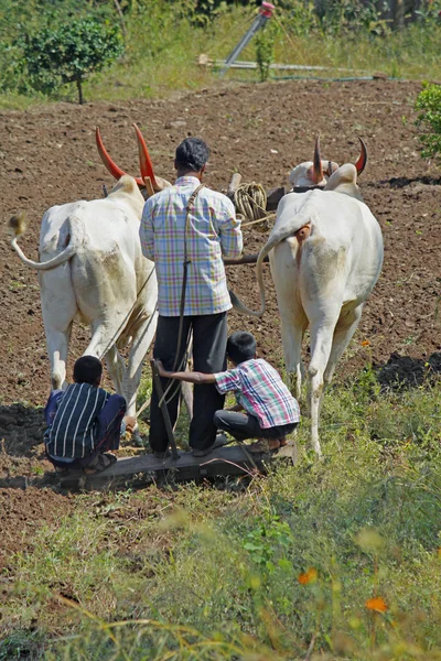 Farmar niosąc parę byków z pługa, Pune, Indie — Zdjęcie stockowe