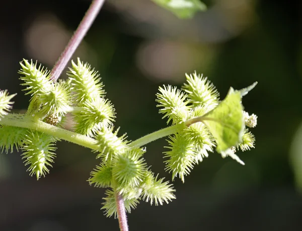 Фрукты Noogoora burr, Xanthium occidentale — стоковое фото