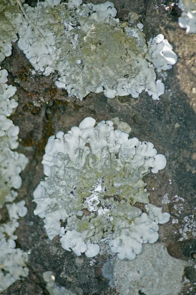 Xanthoparmelia, rock-shield lichen — Stock Photo, Image