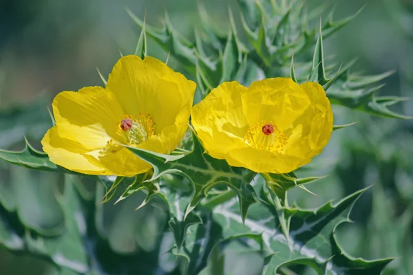 Argemone mexicana, Papavero messicano, Papavero spinoso messicano — Foto Stock