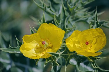 Argemone mexicana, Meksikalı haşhaş, Meksikalı haşhaş