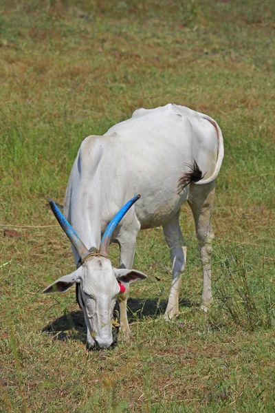 Bull Grazing — Stock Photo, Image