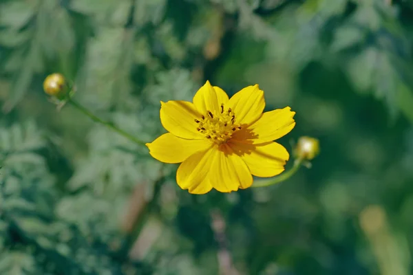 Orangene Kosmos-Blume — Stockfoto