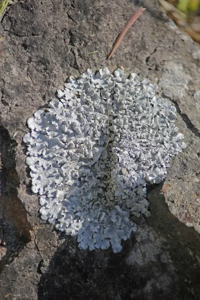 Xanthoparmelia, rock-kalkan liken — Stok fotoğraf