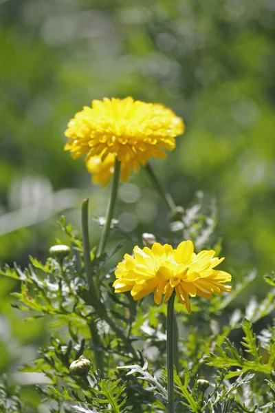 Calendula, Pot Marigold, Engels Marigold — Stockfoto