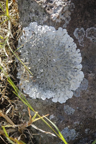 Xanthoparmelia, rock-shield lichen — Stock Photo, Image