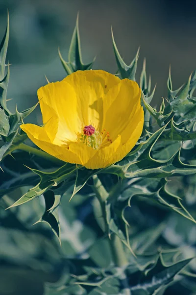 Argemone mexicana, papoula mexicana, papoula espinhosa mexicana — Fotografia de Stock