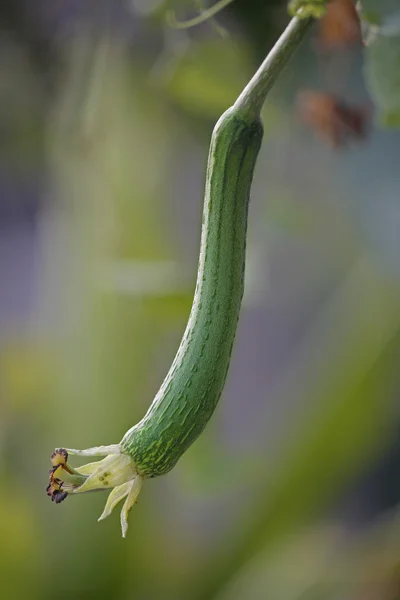 Luffa aegyptiaca, más néven az egyiptomi uborka — Stock Fotó