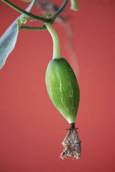 Coccinia grandis, calabaza de hiedra, Cephalandra indica, Coccinia indica — Foto de Stock