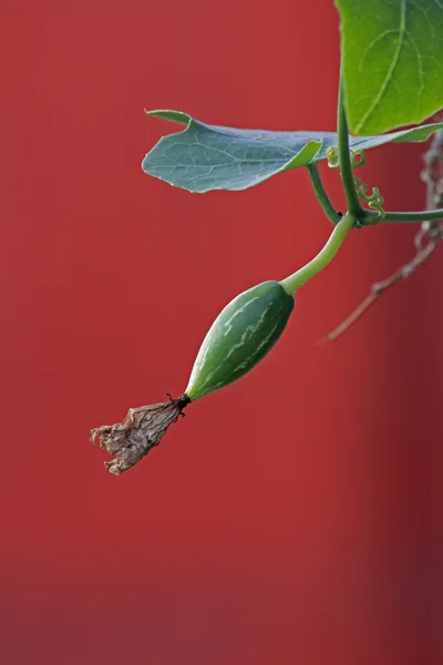 Coccinia grandis, calabaza de hiedra, Cephalandra indica, Coccinia indica — Foto de Stock