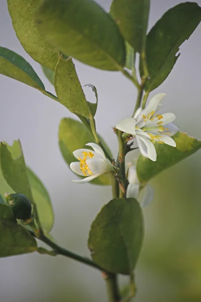 레몬, C. limon의 꽃 — 스톡 사진