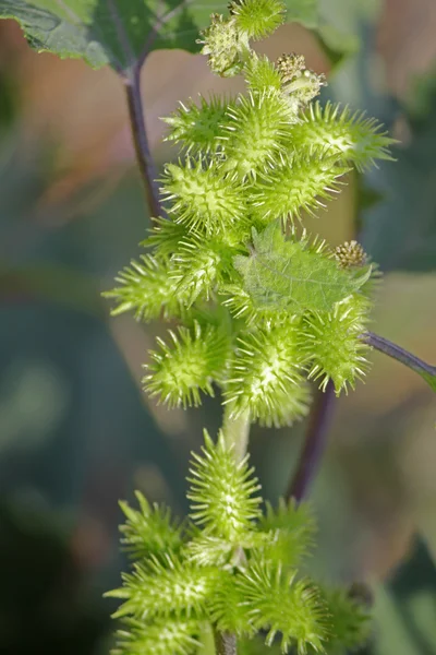 Фрукты Noogoora burr, Xanthium occidentale — стоковое фото