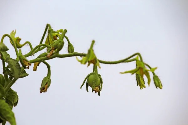 Lycopersicon esculentum, Solanum lycopersicum — Fotografia de Stock