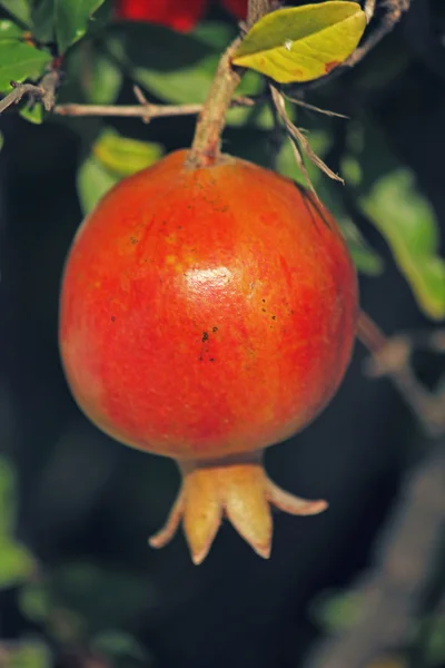 Pomegranate, Punica granatum L., Punica granatum — Stock Photo, Image