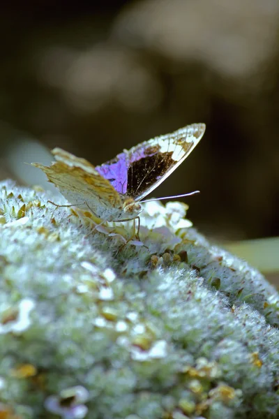 Unonia orithya, Blue Pansy borboleta — Fotografia de Stock