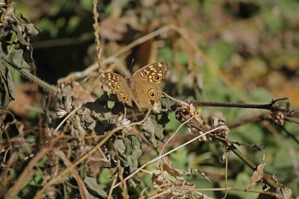 레몬 팬 지, Junonia lemonias — 스톡 사진