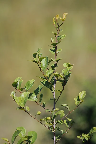 Henna, Lawsonia inermis