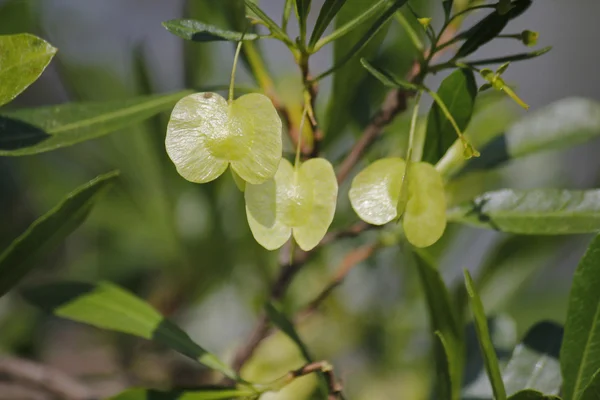 Argento Cluster-foglia, Terminalia sericea — Foto Stock