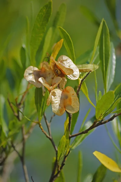 Argento Cluster-foglia, Terminalia sericea — Foto Stock