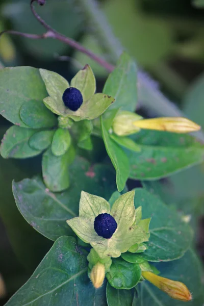 Семена Mirabilis jalapa — стоковое фото