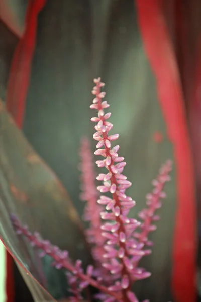 Cordyline fruticosa Rubra flower — Stock Photo, Image