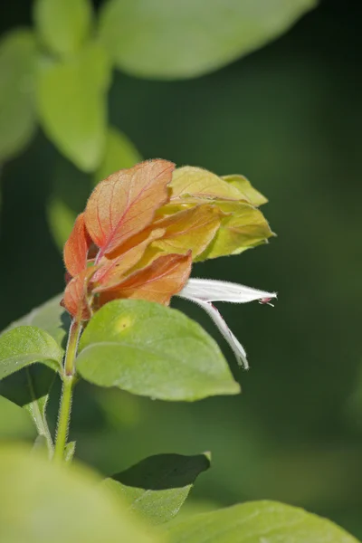 Plante de crevettes, Justicia brandegeana — Photo