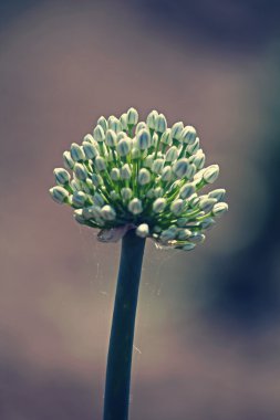 Soğan, Allium cepa çiçek