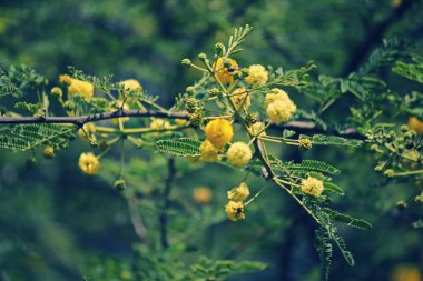 Vachellia nilotica, akasya Nilotica, Babhul ağacı, Ind çiçekler