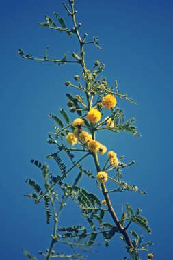 Vachellia nilotica, akasya Nilotica, Babhul ağacı, Ind çiçekler