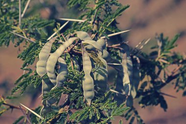 Vachellia nilotica, akasya Nilotica, Babhul ağacı, Hindistan kabukları