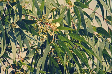 Corymbia citriodora limon kokulu sakız