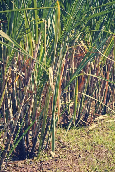 Campo de Saccharum officinarum, cana de açúcar — Fotografia de Stock