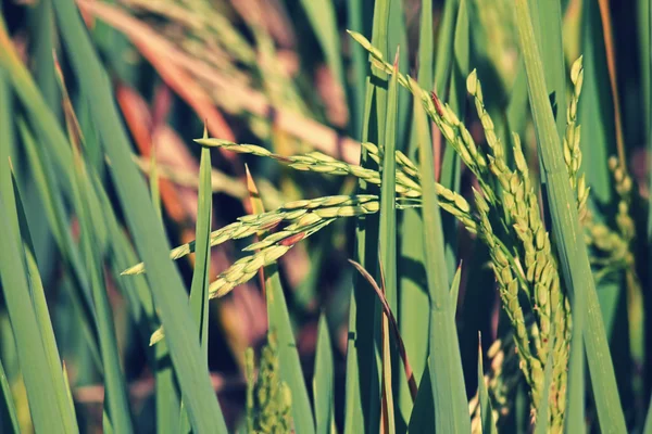 Oryza sativa, pirinç kırpma — Stok fotoğraf