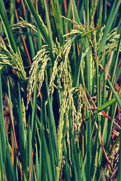 Oryza sativa, 32 года, Rice Crop — стоковое фото