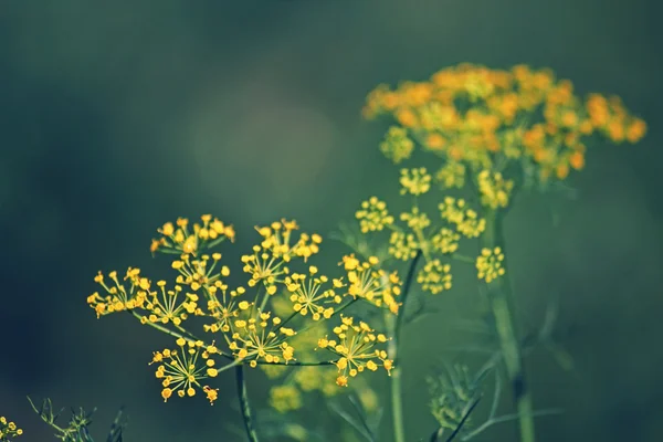 Funcho, funcho doce, funcho de Florença, Finocchio, Foeniculum vul — Fotografia de Stock