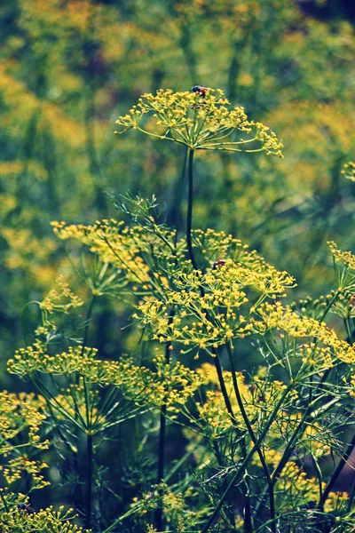 Фенхель, Суит Фенель, Флоренс Фенель, Финоккио, Foeniculum vul — стоковое фото