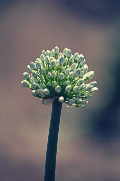 Flower of Onion, Allium cepa — Stock Photo, Image