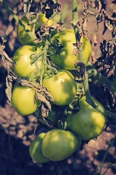 Lycopersicon esculentum, Solanum lycopersicum — Stock Photo, Image