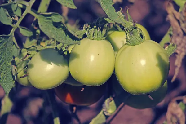 Lycopersicon esculentum, Solanum lycopersicum — Stock Photo, Image