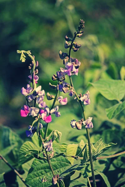 Λουλούδια της Lablab purpureus — Φωτογραφία Αρχείου