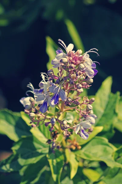 Rotheca serrata,  Clerodendrum Serratum — Zdjęcie stockowe
