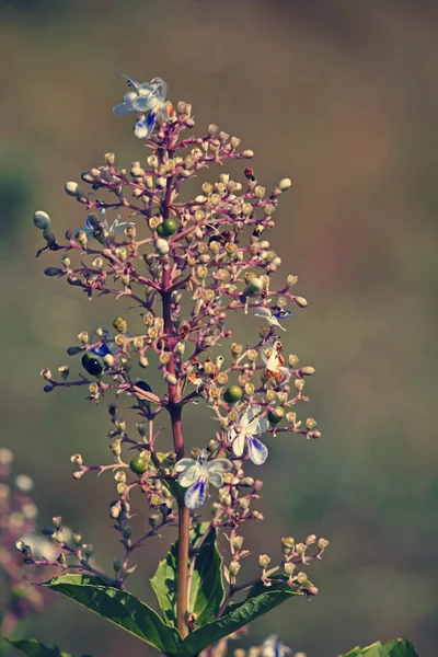 Rotheca serrata,  Clerodendrum Serratum — Stock Photo, Image